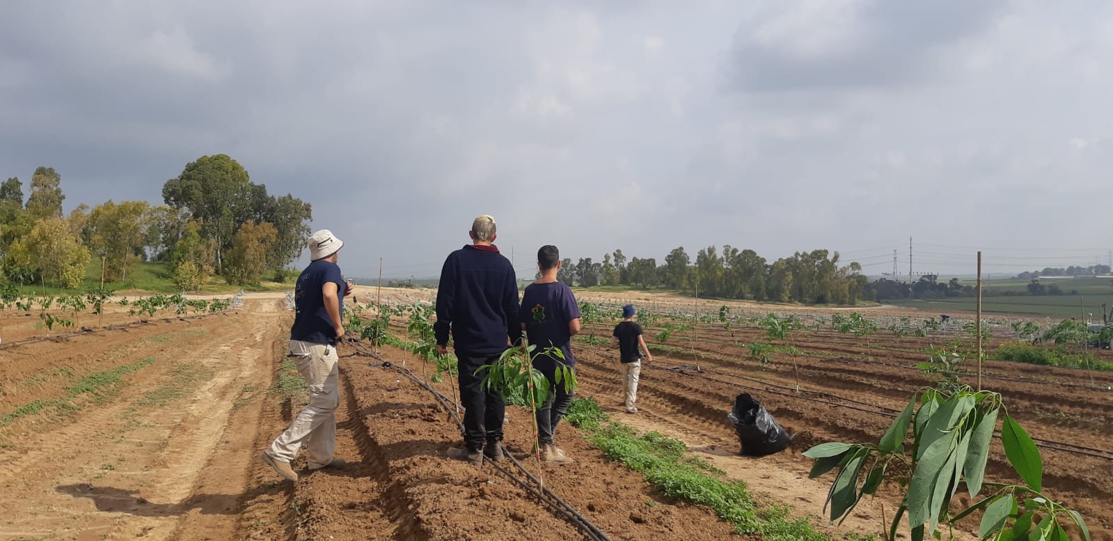 נעורים שותלים אבוקדו בגברעם