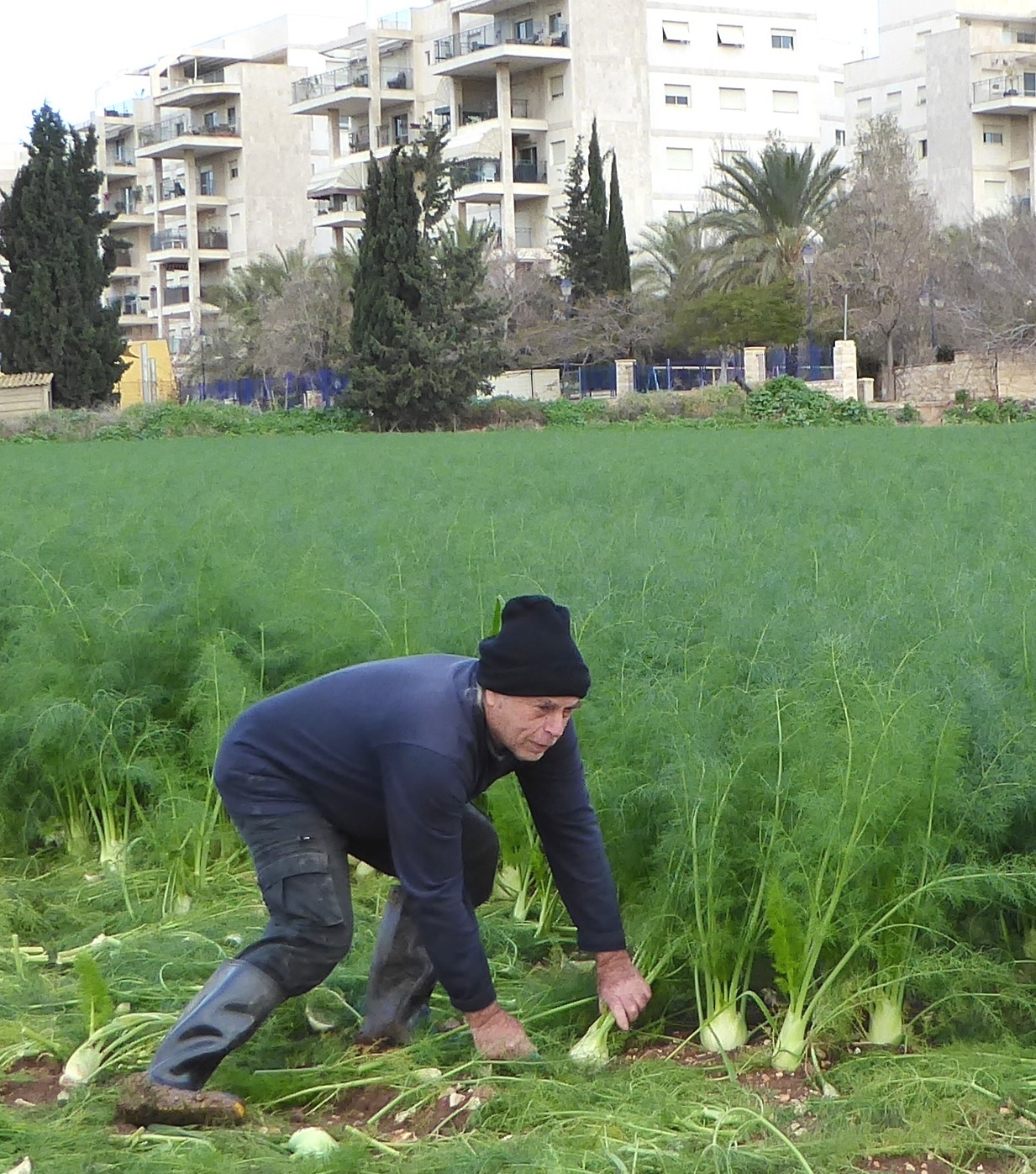 חקלאי באמצע העיר