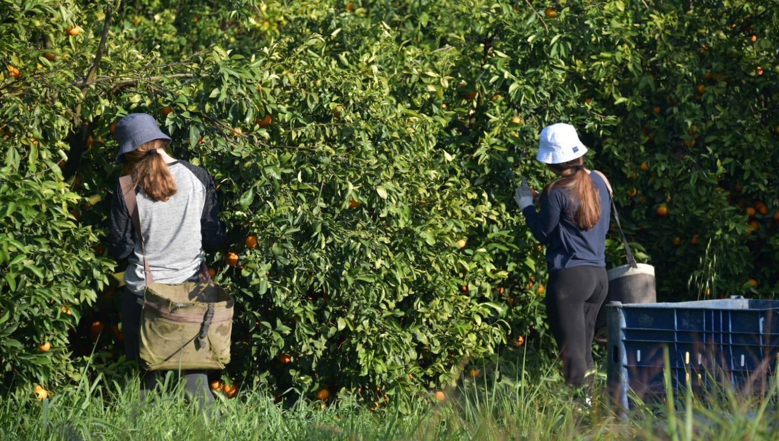 צעירות מתנדבות בקטיף בפרדס של גבעת חיים מאוחד