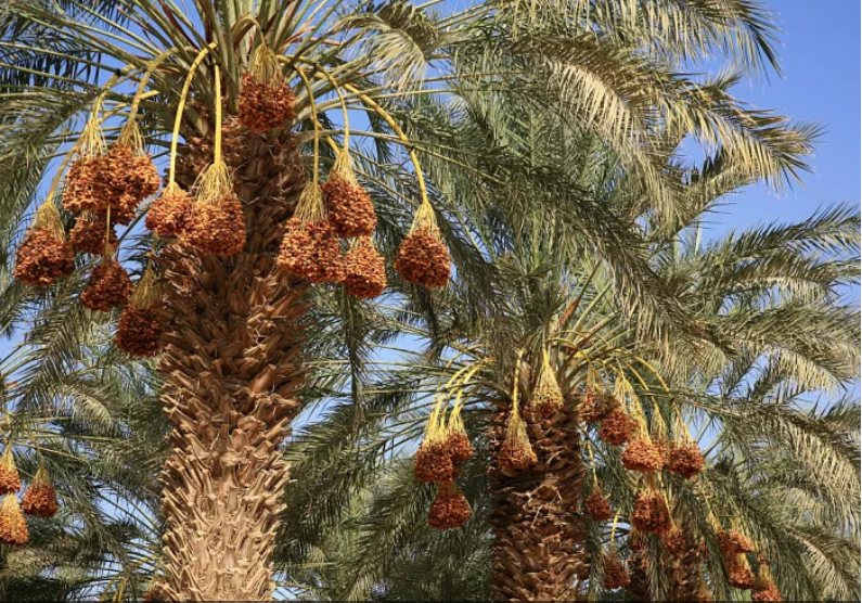 תמרים בערבה, מקור פרנסה עיקרי