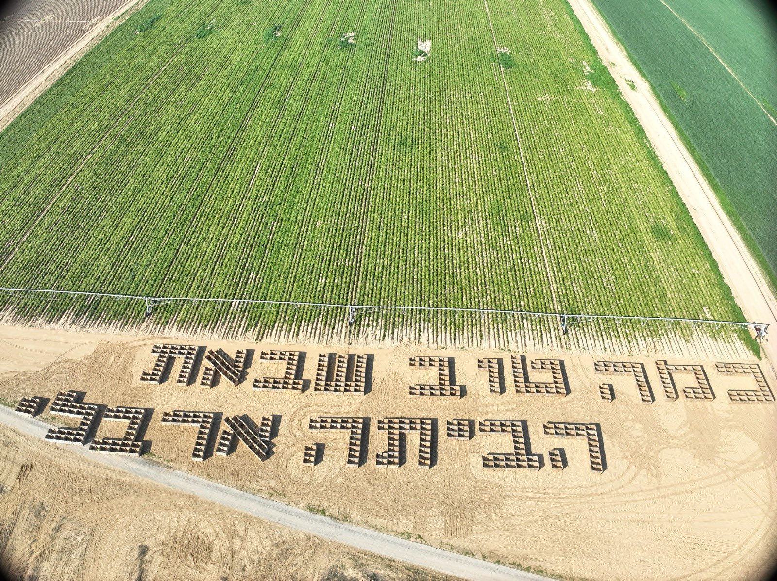 שדה תפוחי אדמה בניר עוז (צילום: צוות גד״ש ניר עוז)