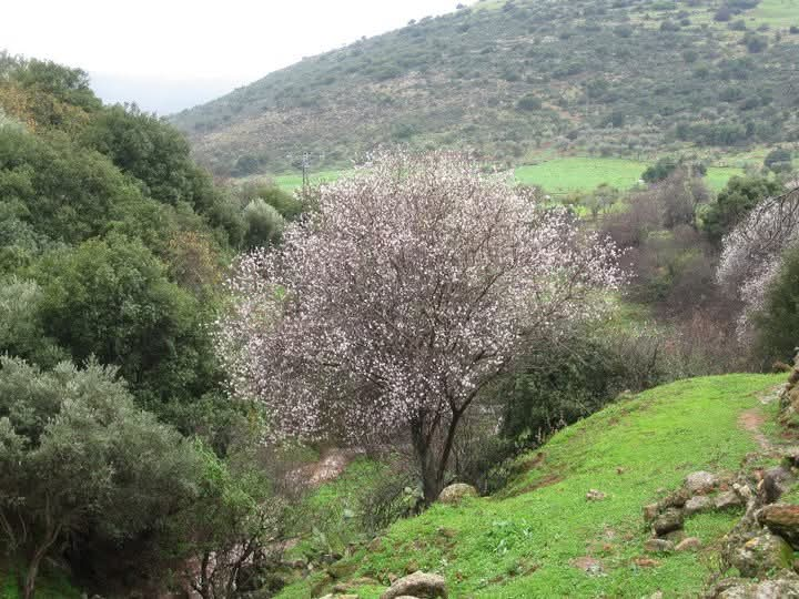 נחל צלמון בסכנה. (צילום: אורי צור, קיבוץ פרוד)