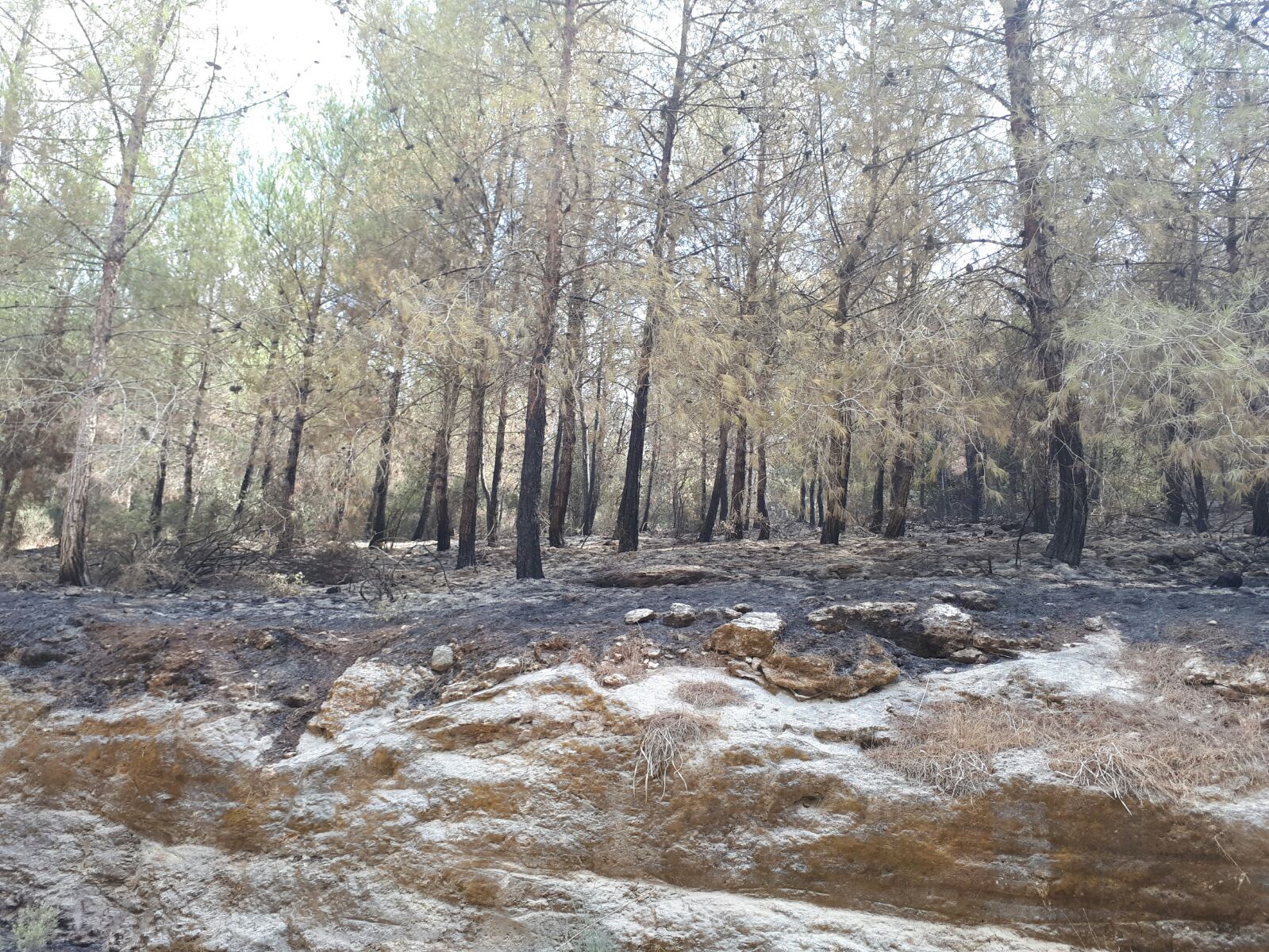 שריפה בעין השופט