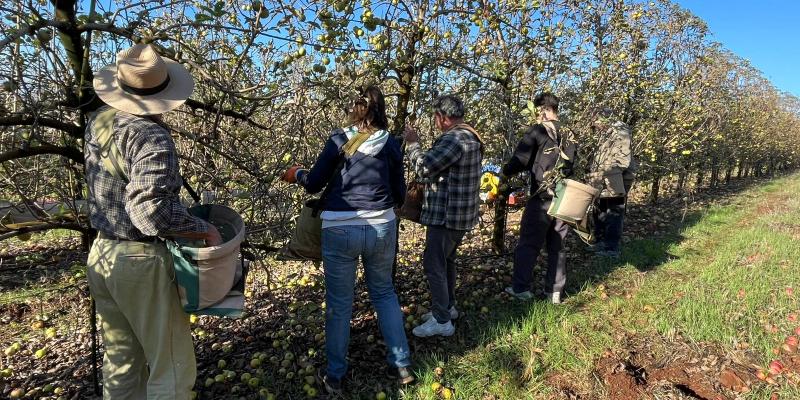 קטיף תפוחים במנרה אחרי הפסקת האש. צילום: חזי זיס ומיכל יהב-דביר