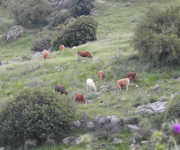 הנוף שסובב את קיבוץ חוקוק