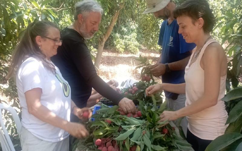 הפרי במטעי ארז.